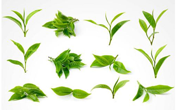 茶叶防伪标签
